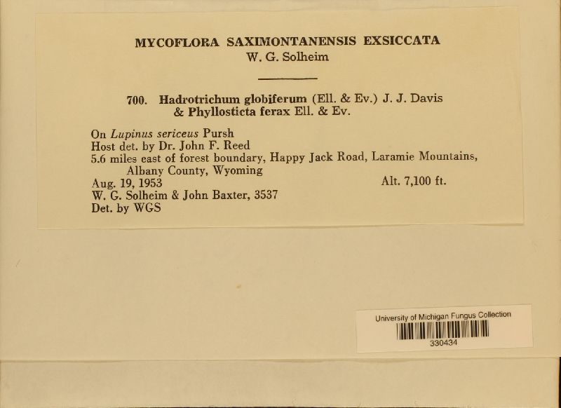 Hadrotrichum globiferum image