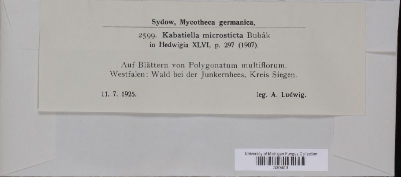 Aureobasidium microstictum image