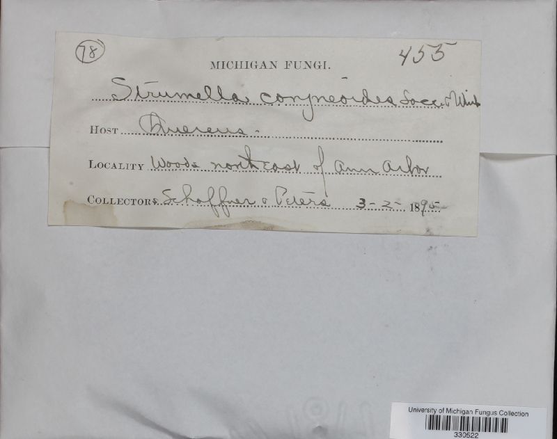 Strumella coryneoidea image