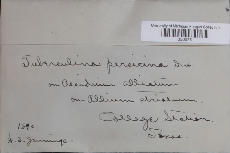 Tuberculina persicina image