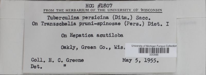 Helicobasidiaceae image