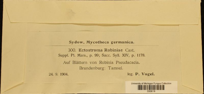 Ectostroma robiniae image