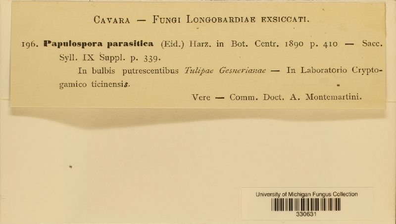 Papulaspora sepedonioides image