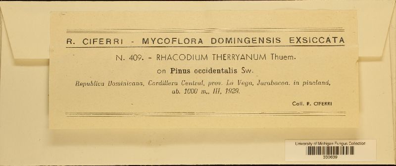 Racodium therryanum image