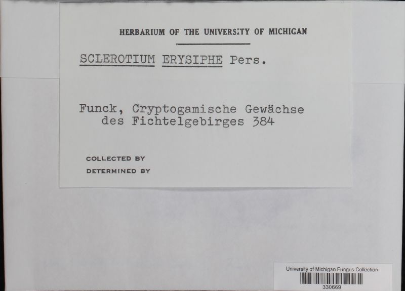 Sclerotium erysiphe image