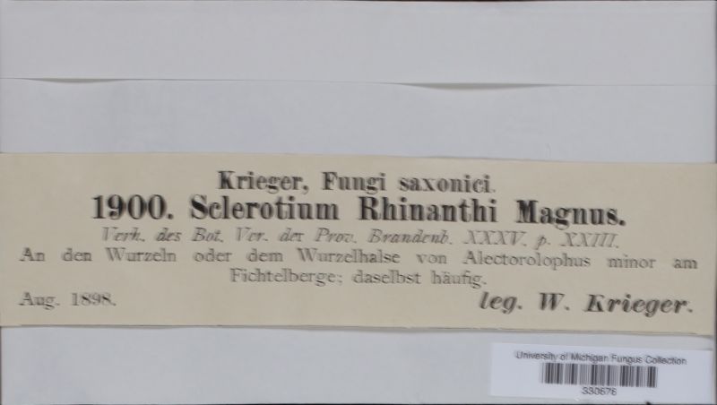 Sclerotium rhinanthi image
