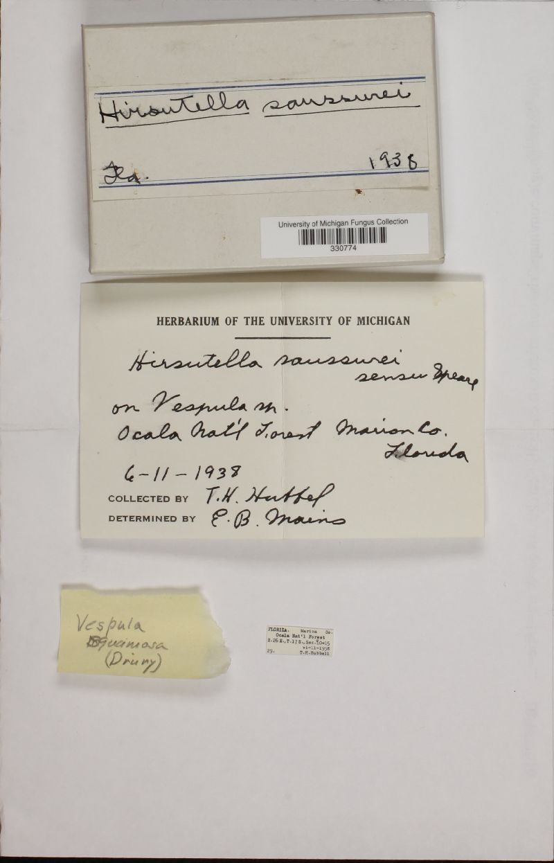 Hirsutella saussurei image