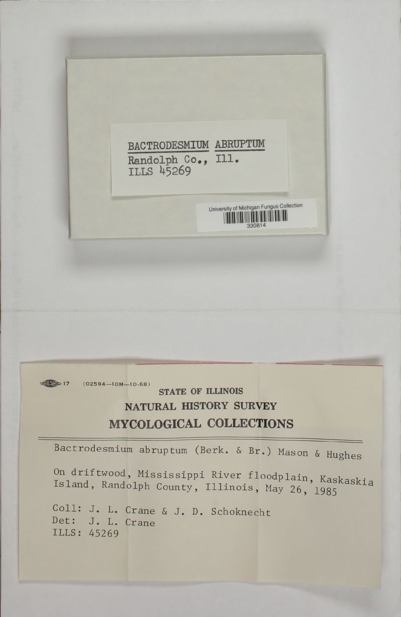 Bactrodesmium abruptum image