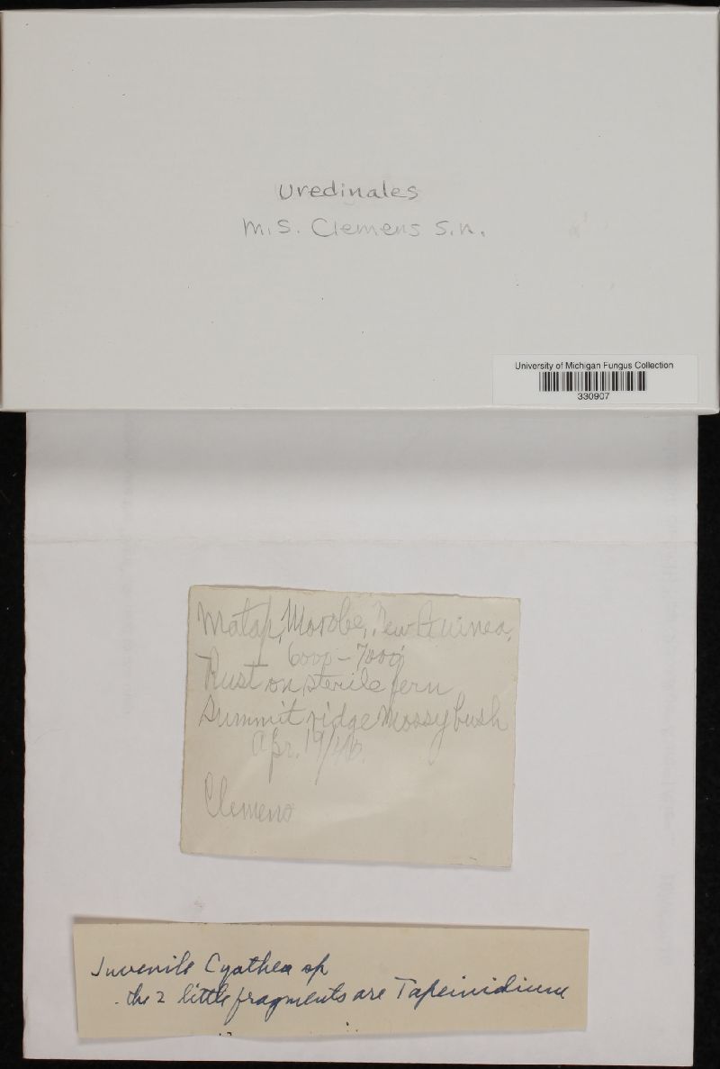 Urediniomycetes image