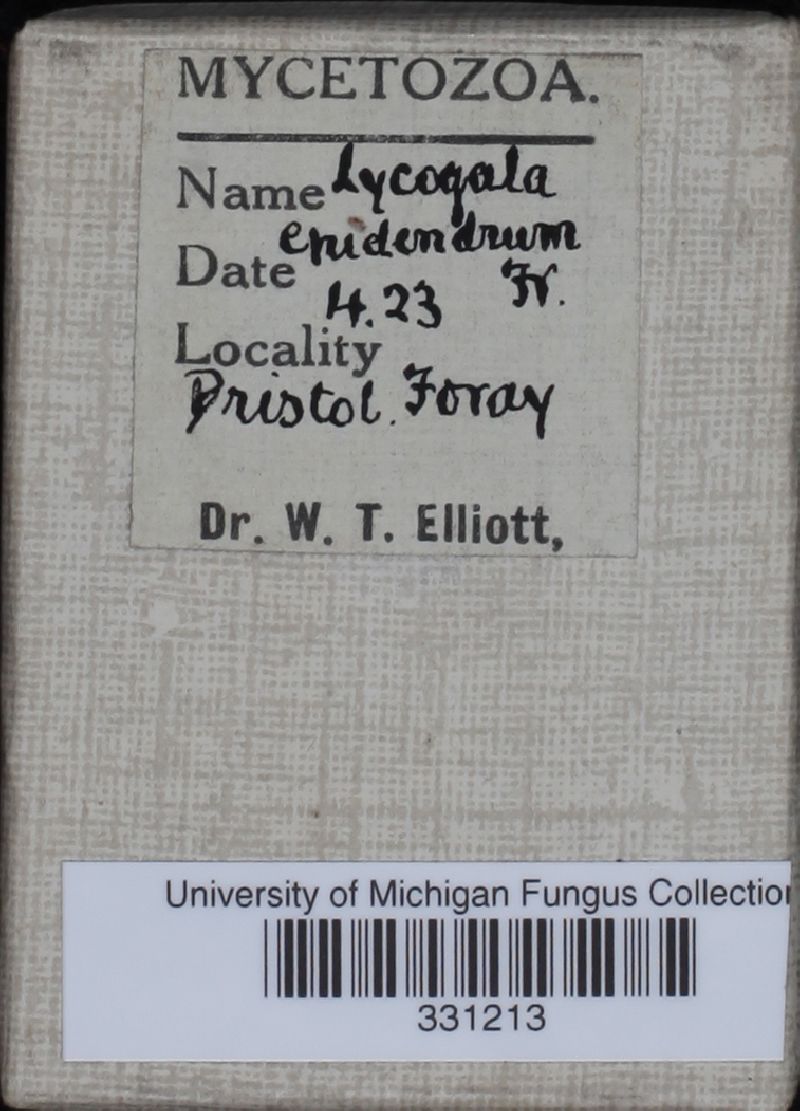 Lycogala epidendrum image