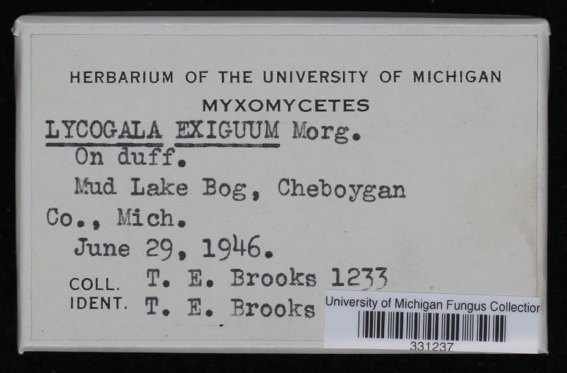 Lycogala exiguum image