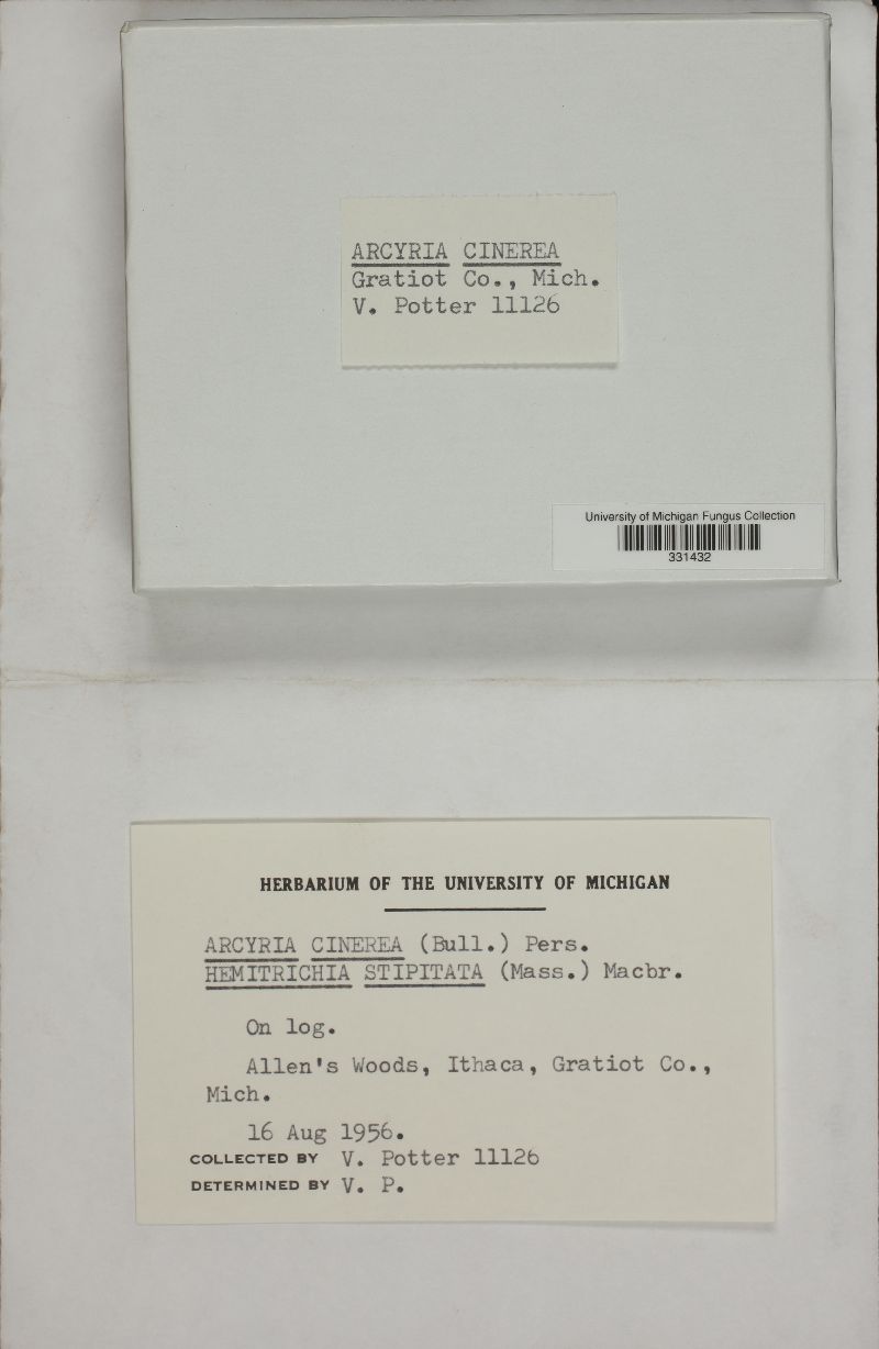 Arcyriaceae image