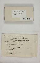 Arcyria denudata image