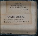 Arcyria denudata image