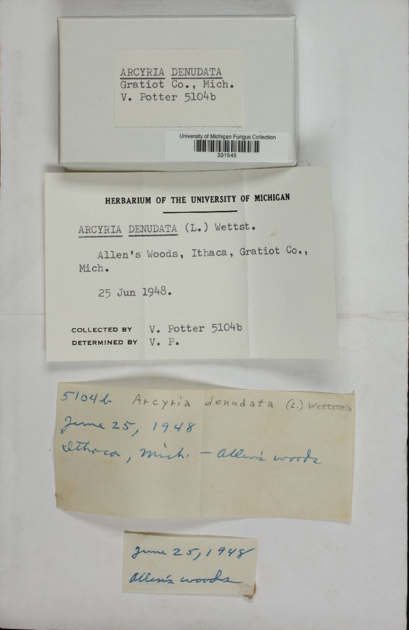 Arcyriaceae image