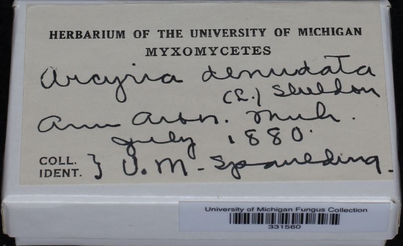Arcyriaceae image
