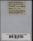 Trichia varia image
