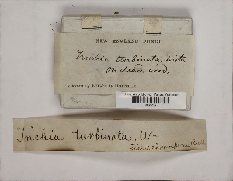 Trichia turbinata image