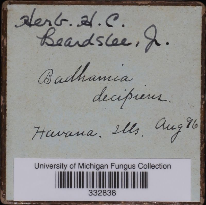 Badhamia decipiens image