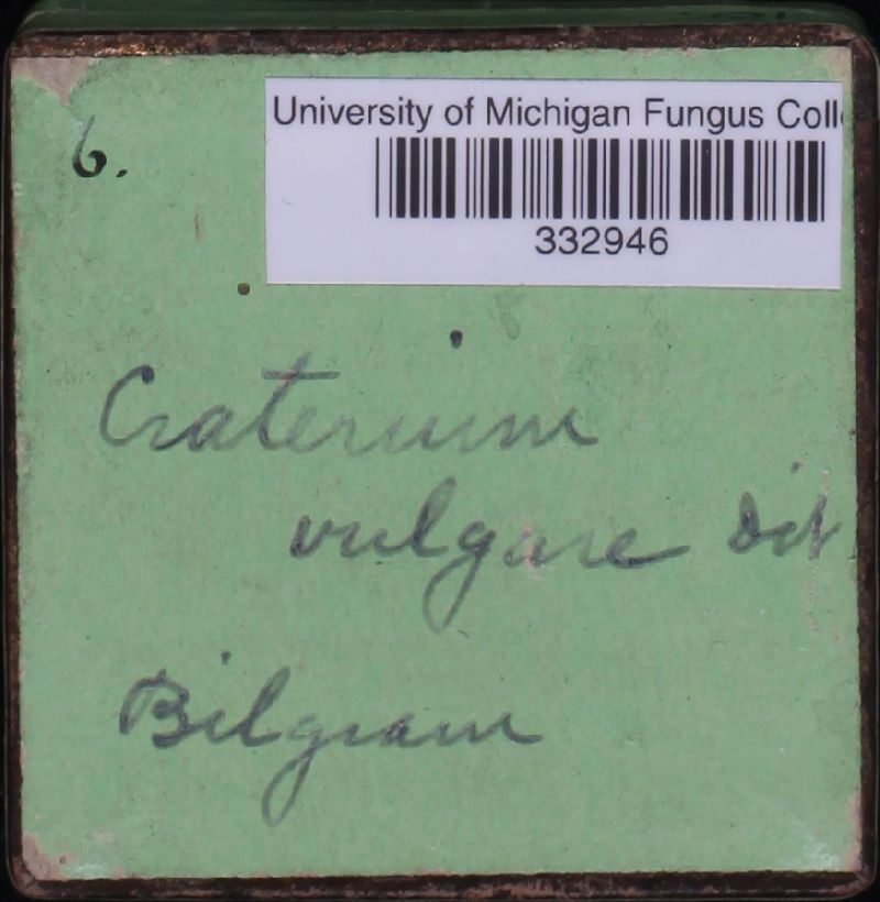 Craterium vulgare image