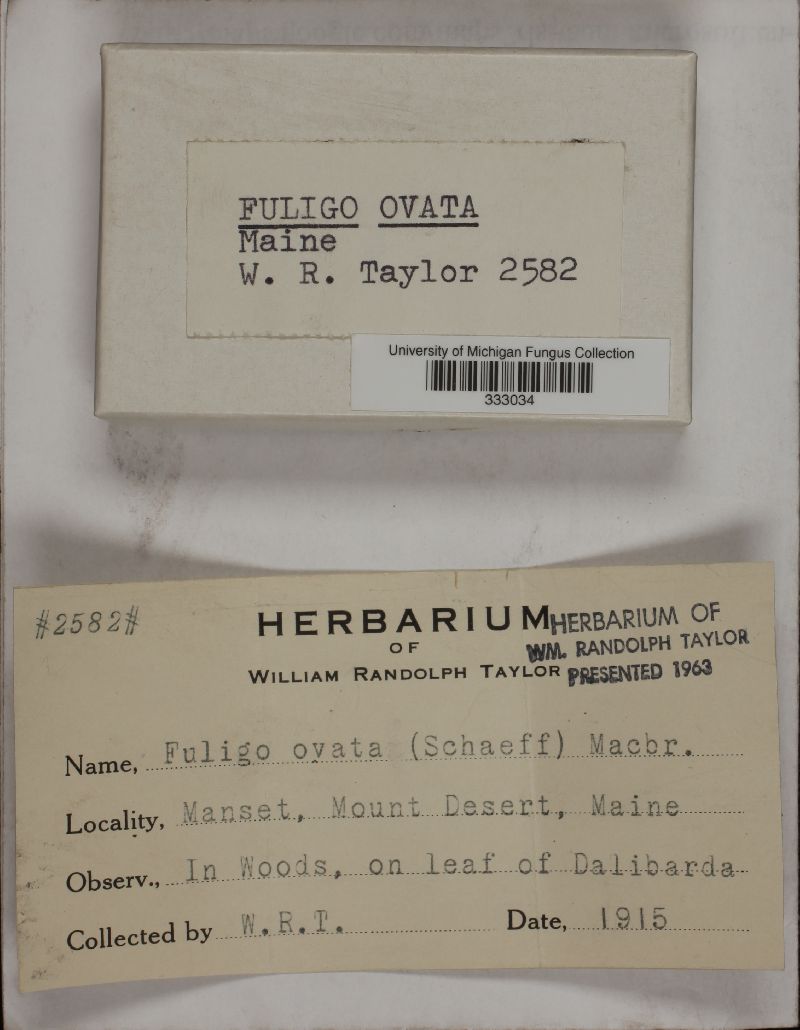Fuligo ovata image