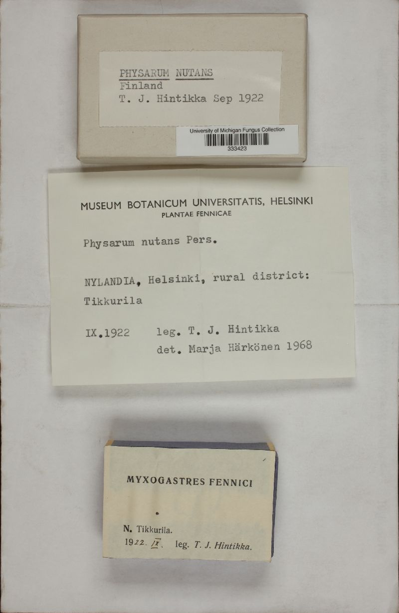 Physarum image