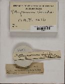 Physarum viride var. viride image