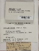 Physarum viride var. viride image