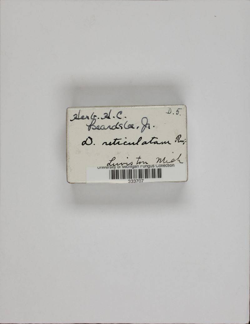 Diderma reticulatum image