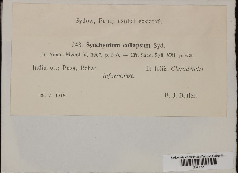 Synchytrium collapsum image