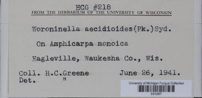 Woroninella aecidioides image