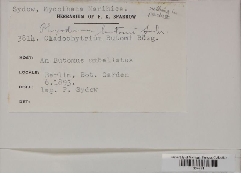 Cladochytrium butomi image