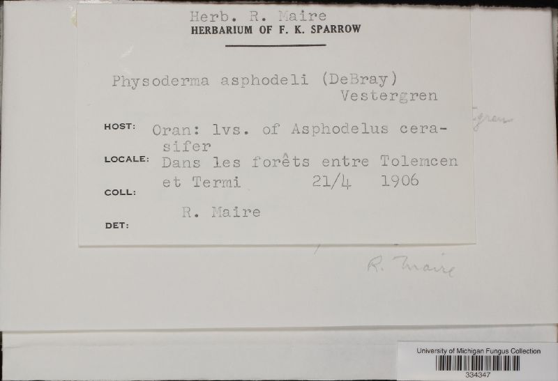 Physoderma asphodeli image