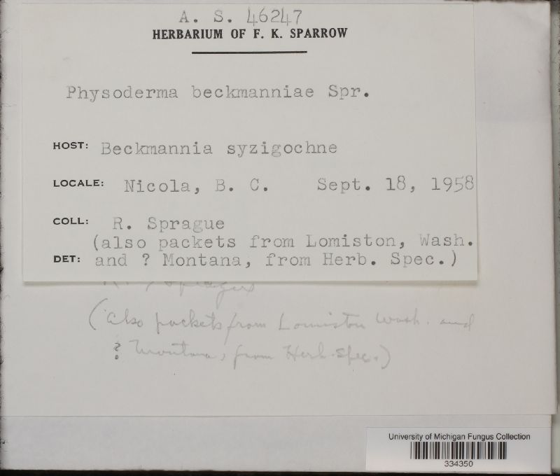Physoderma beckmanniae image