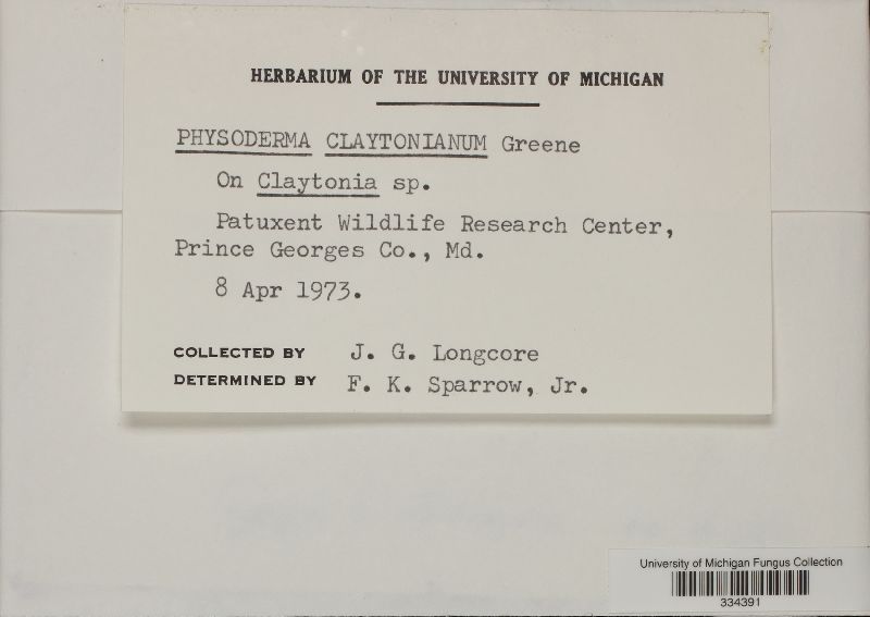 Physoderma claytonianum image