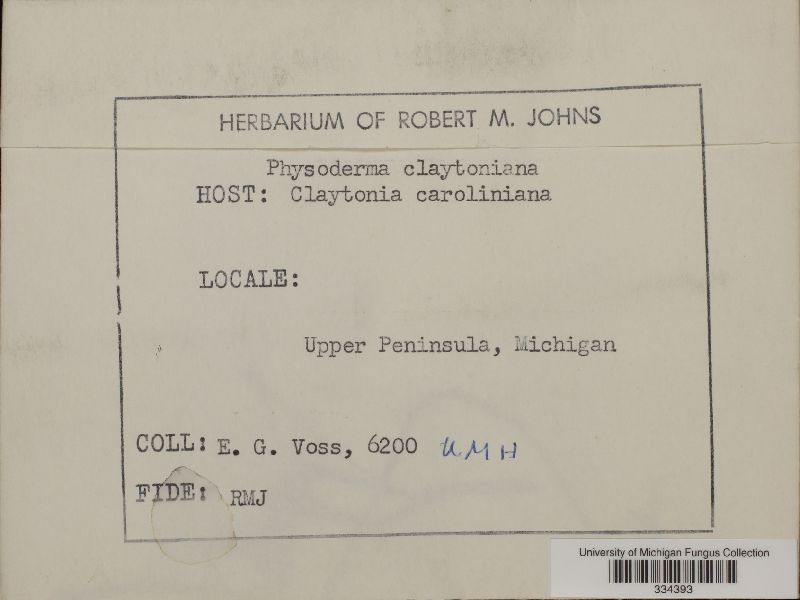 Physoderma claytonianum image