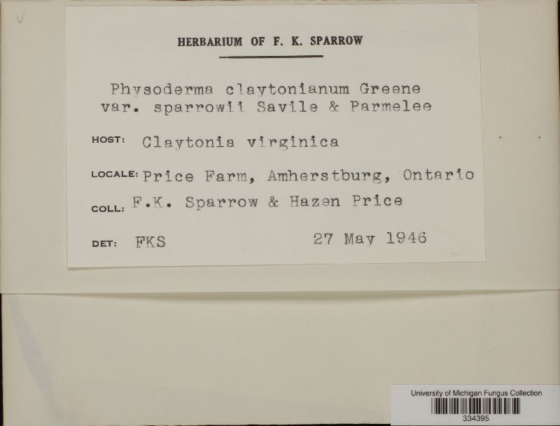 Physoderma claytonianum var. sparrowii image
