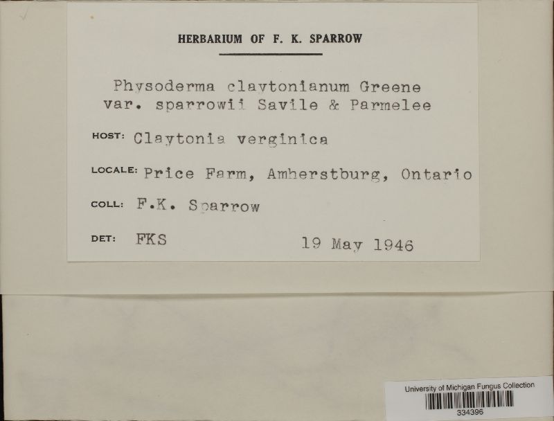 Physoderma claytonianum var. sparrowii image