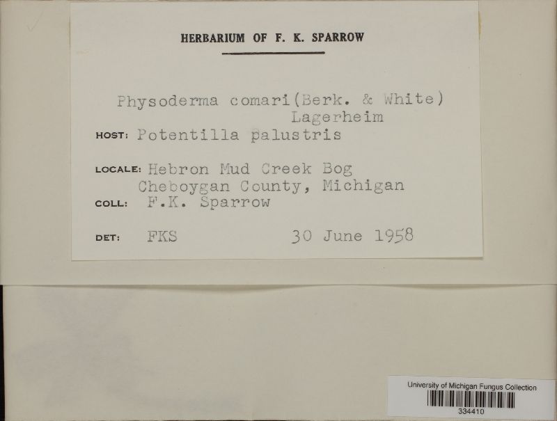 Physoderma comari image