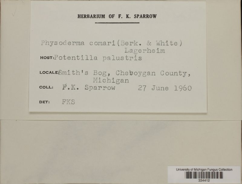 Physoderma comari image