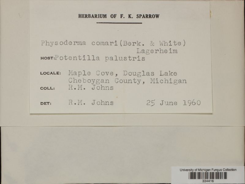 Physoderma comari image