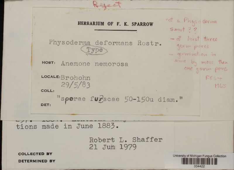 Physoderma deformans image