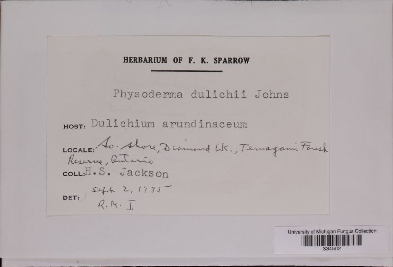 Physoderma dulichii image