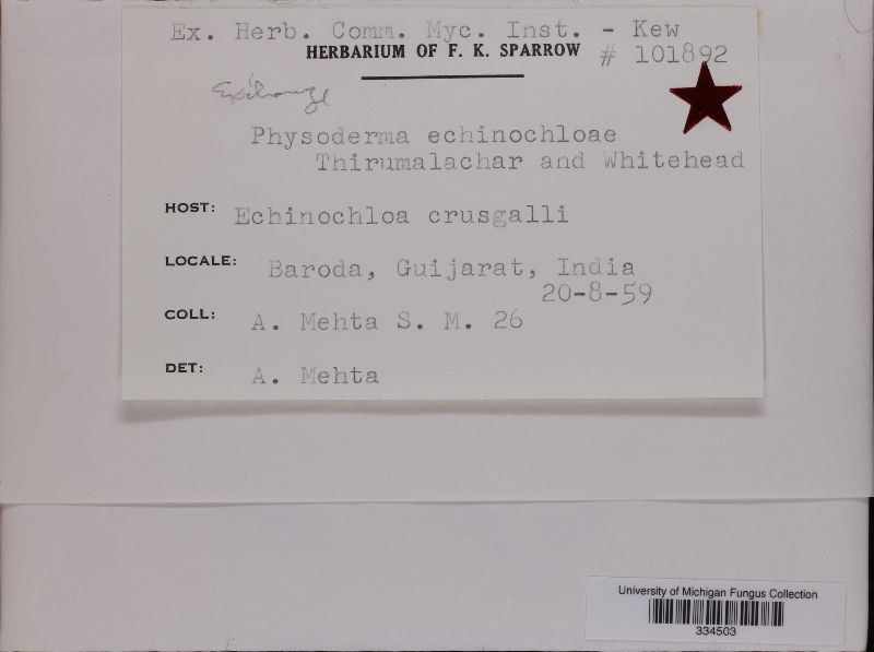 Physoderma echinochloae image