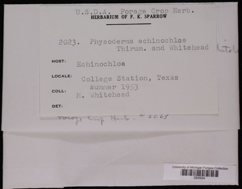 Physoderma echinochloae image