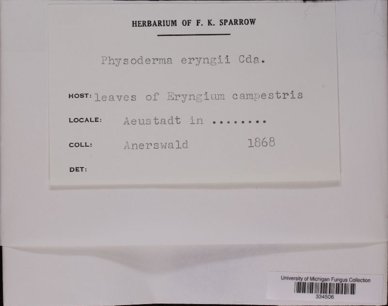 Entyloma eryngii image