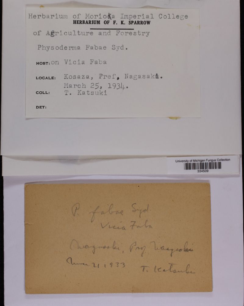 Physoderma fabae image