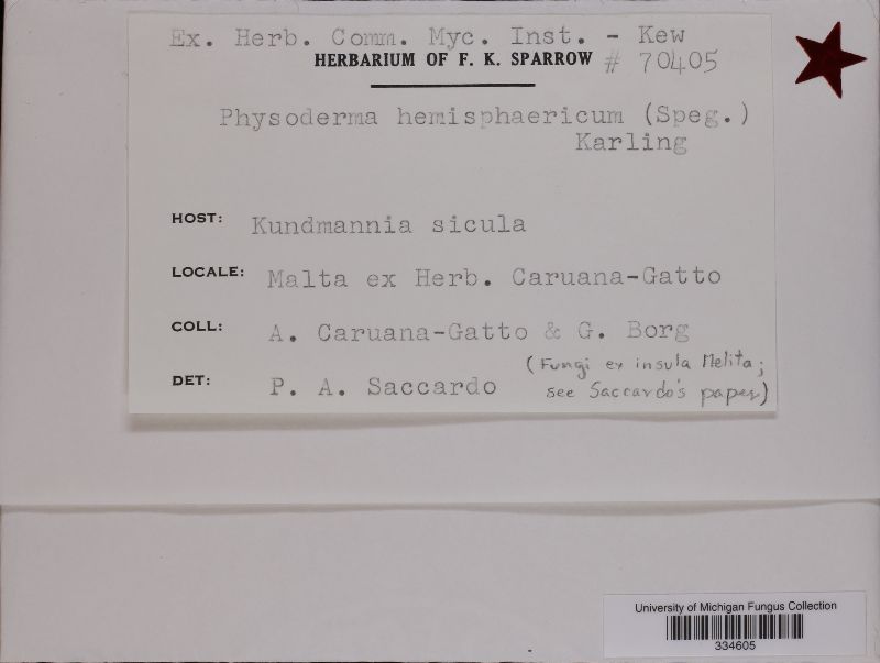 Physoderma hemisphaericum image