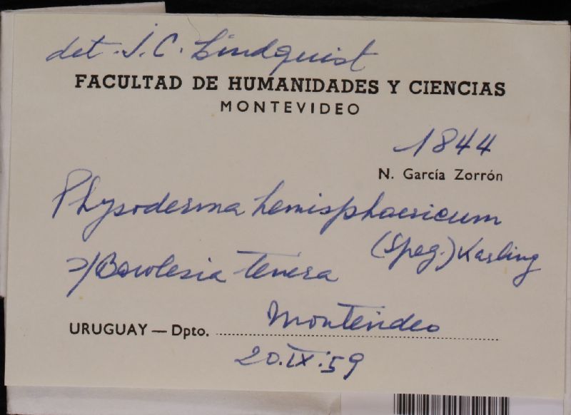 Physoderma hemisphaericum image