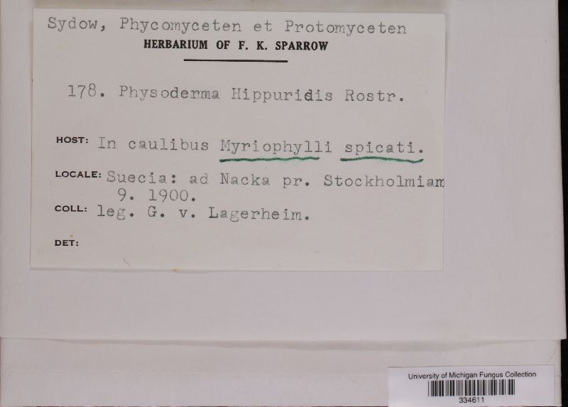 Physoderma hippuridis image